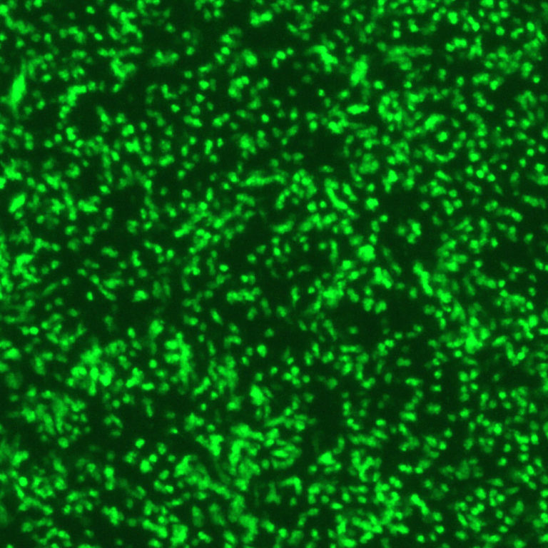 Human Parainfluenza Virus Type 1 with Green Fluorescent Protein (PIV1 ...