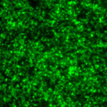 Human Parainfluenza Virus Type 3 with Green Fluorescent Protein (PIV3 ...