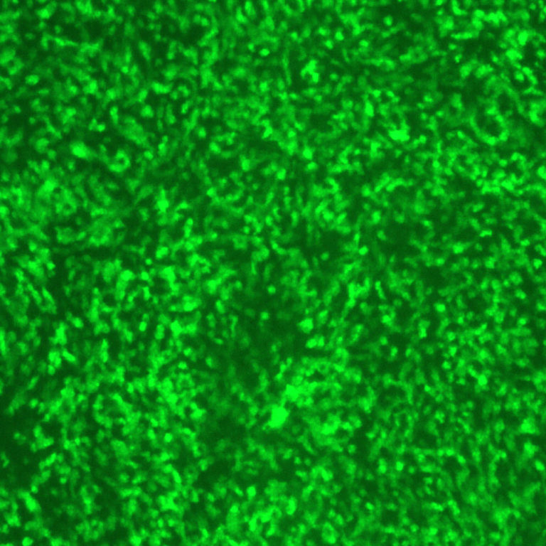 Sendai Virus with Green Fluorescent Protein (SeV-GFP4) - ViraTree